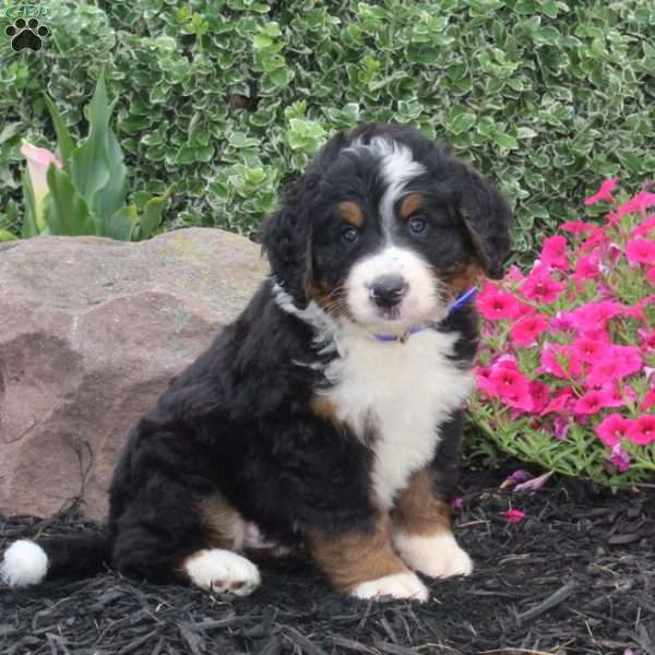 Hiker, Bernedoodle Puppy